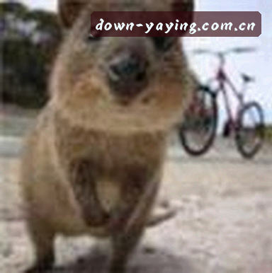 婷婷